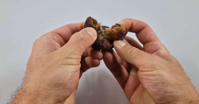 taatelipuu-siemenesta