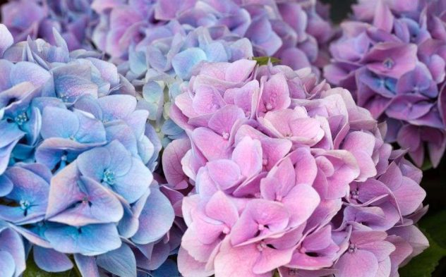 Hortensia