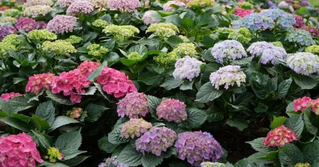 hortensia