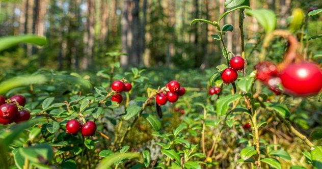 puolukka