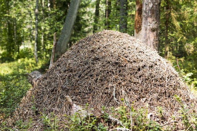 Anthill in the forest in summer day