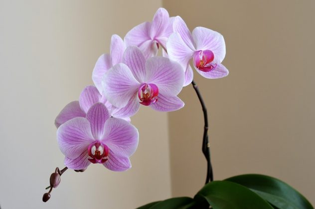 orchid-2427238_960_720